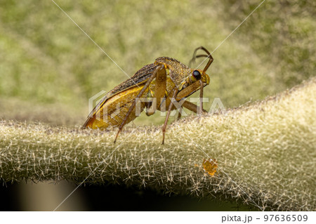 Small Adult Plant Bug 97636509