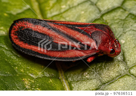 Adult Froghopper Insect 97636511