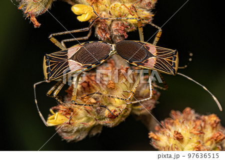 Adult Leaf-footed Bugs Adult Leaf-footed Bugs 97636515