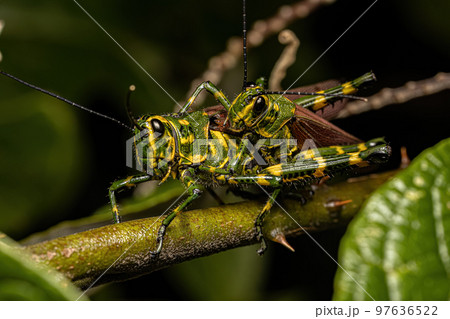 Adult Soldier Grasshoppers 97636522