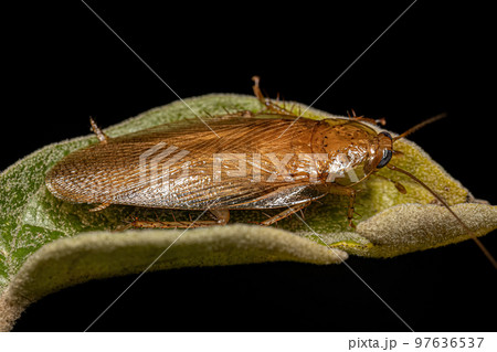 Adult Wood Cockroach 97636537