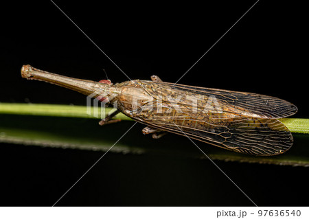 Adult Dictyopharid Planthopper Insect Adult Dictyopharid Planthopper Insect 97636540