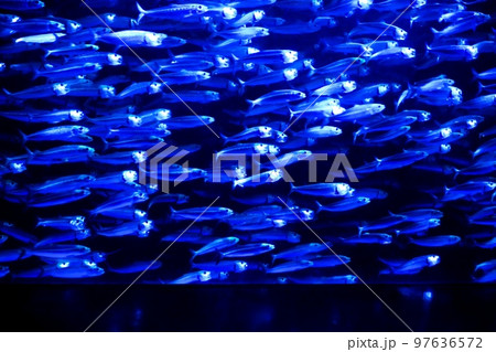 イワシのトルネード 97636572