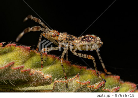 Leaf footed Bug Nymph 97636719