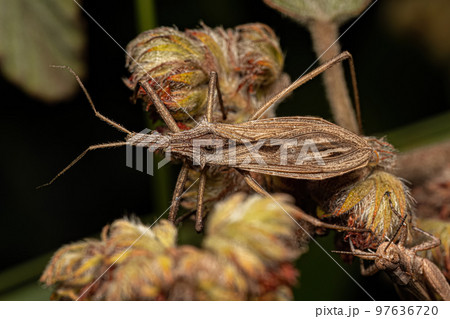 Adult Assassin Bug Adult Assassin Bug 97636720
