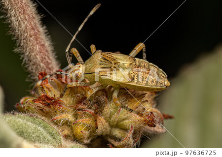 Leaf footed Bug Nymph 97636725