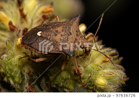 Adult Stink bug Adult Stink bug 97636726