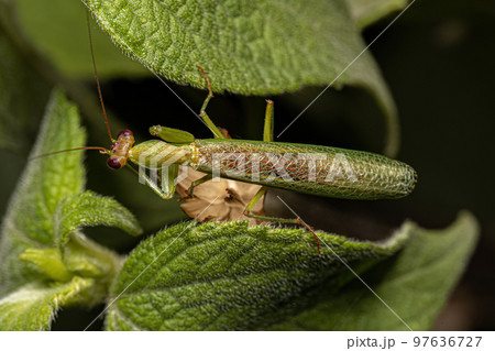 Adult Male Acontistid Mantis 97636727