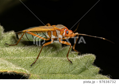 Adult Cotton Stainer Bug 97636732