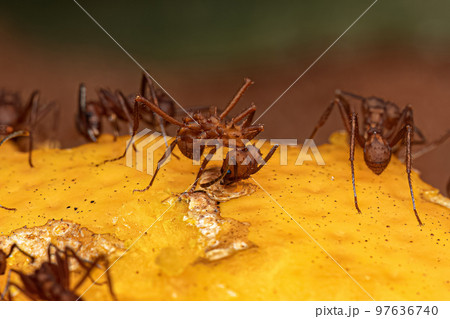Adult Acromyrmex Leaf-cutter Ant Adult Acromyrmex Leaf-cutter Ant 97636740