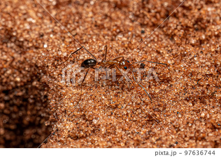 Adult Pyramid Ants Adult Pyramid Ants 97636744