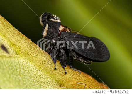 Adult Black-and-white Treehopper 97636756