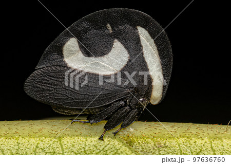 Adult Black and white Treehopper Adult Black and white Treehopper 97636760
