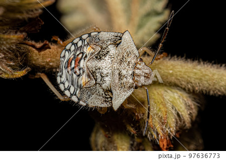 Stink Bug Nymph 97636773