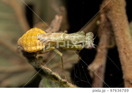 Adult Female Acontistid Mantis 97636789