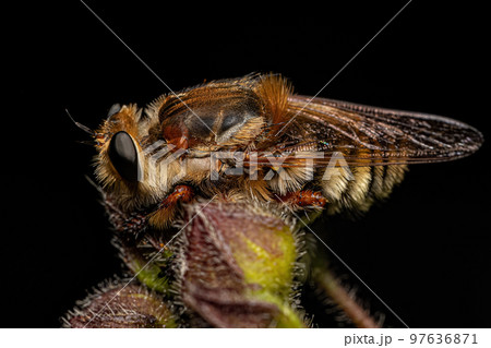 Adult Bee Killer Robber Fly Adult Bee Killer Robber Fly 97636871