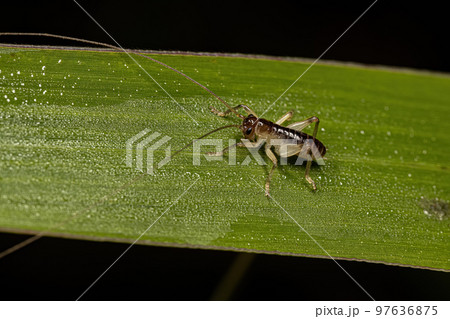 Raspy Cricket Nymph 97636875