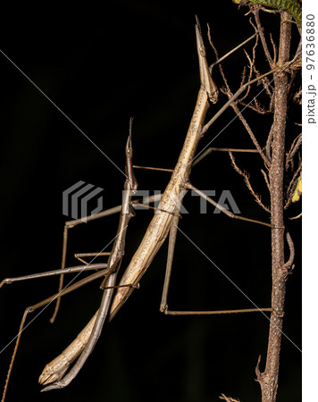 Neotropical Stick Grasshopper 97636880