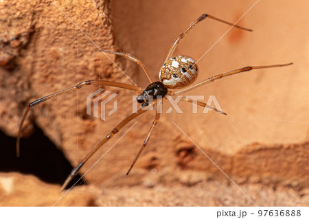 Male Brown Widow Male Brown Widow 97636888