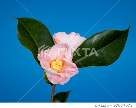 侘助椿の花 97637075