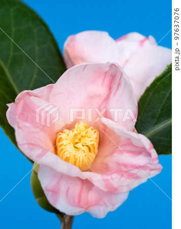 侘助椿の花 97637076