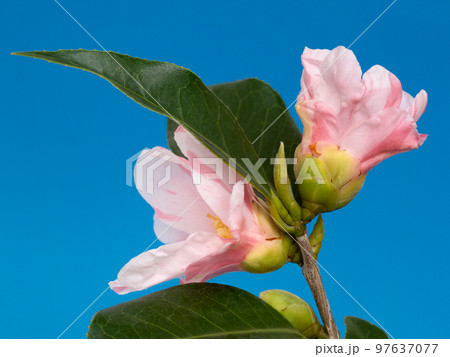 侘助椿の花 97637077