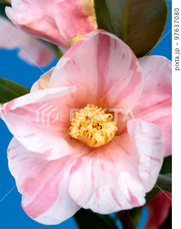 侘助椿の花 97637080
