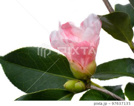 侘助椿の花 97637135