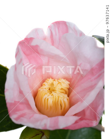 侘助椿の花 侘助椿の花 97637141