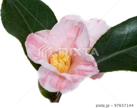 侘助椿の花 侘助椿の花 97637144