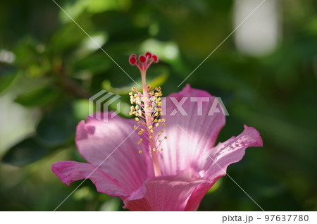 ハイビスカス 97637780