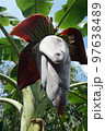 blossom of the banana tree 97638489