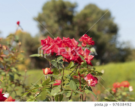 赤色の薔薇の花 97638492