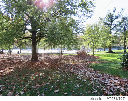アメリカ最古の公園　ボストン・コモン　木々と落ち葉 97638507