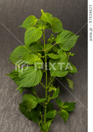 ミント　ハーブ　Herb, mint leaves, a kind of spice 97638625