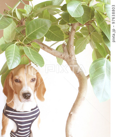 植物の傘の下のビーグル犬 植物の傘の下のビーグル犬 97638803