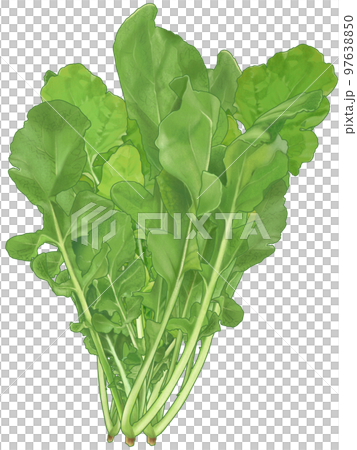 Realistic hand-drawn illustration of a bunch of fresh arugula Realistic hand-drawn illustration of a bunch of fresh arugula 97638850