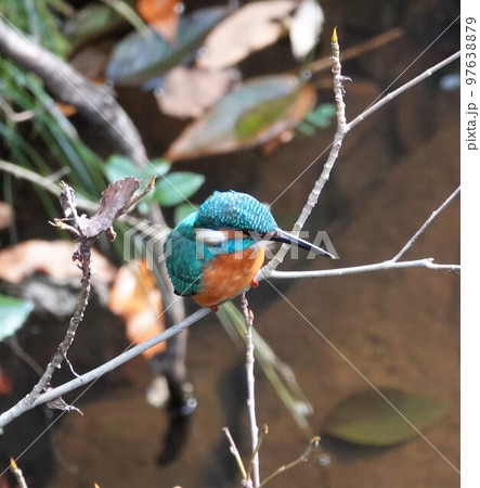 枝の上のカワセミ4 枝の上のカワセミ4 97638879