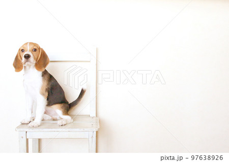 椅子でリラックスのビーグル犬 97638926