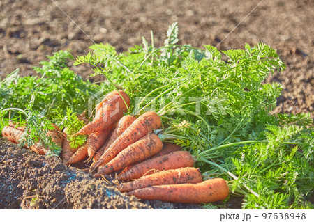 採れたてのニンジン　人参　収穫　農家 97638948