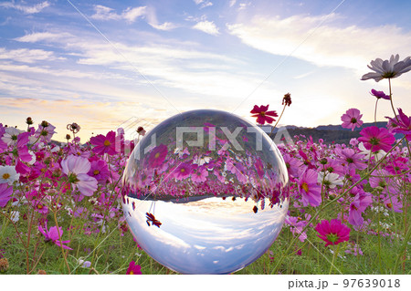 【藤原宮跡のコスモス (朝焼け) (水晶玉)】 奈良県橿原市高殿町 【藤原宮跡のコスモス (朝焼け) (水晶玉)】 奈良県橿原市高殿町 97639018
