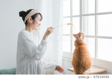 猫じゃらしを使って愛猫と遊ぶ飼い主のアジア人女性 猫じゃらしを使って愛猫と遊ぶ飼い主のアジア人女性 97639090