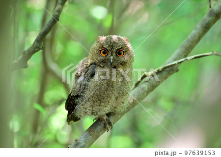 オオコノハズク 巣立ち雛 オオコノハズク 巣立ち雛 97639153