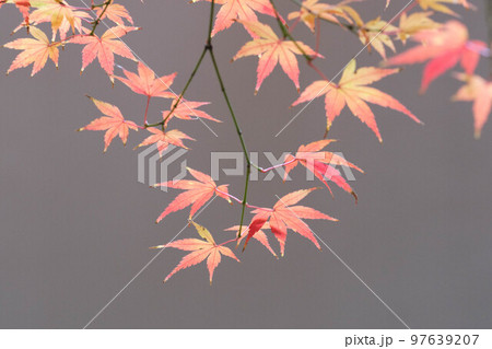 秋が深まり色づく庭園の紅葉。緑、黄色、オレンジ、赤のグラデーション。背景を処理して葉の色を浮かび上が 97639207