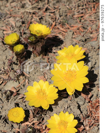 福寿草の花 福寿草の花 97639275
