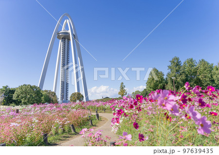 138タワーパークとコスモス畑 97639435