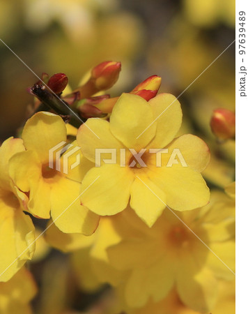 黄梅の花 97639489