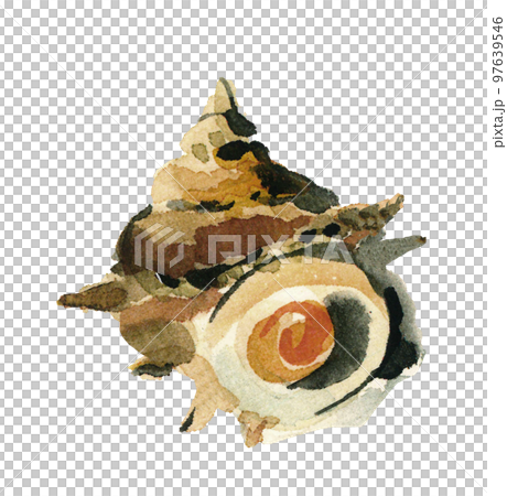 在水彩白背透明背景中繪製的一個頭巾貝殼的插圖 在水彩白背透明背景中繪製的一個頭巾貝殼的插圖 97639546