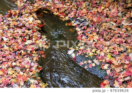 朝夷奈切通（朝比奈切通）の水の流れ 97639626