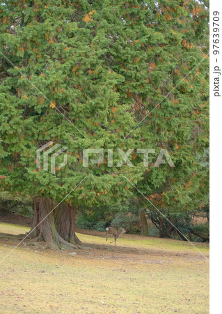 鹿　奈良公園 97639709